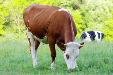 cow