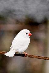 Chestnut flanked white female zebra finch