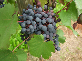 Rotweinrebe
