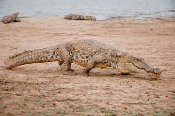 The Sacred Crocodiles Of Bazoulé, Burkina Faso