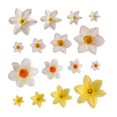 collection of daffodils