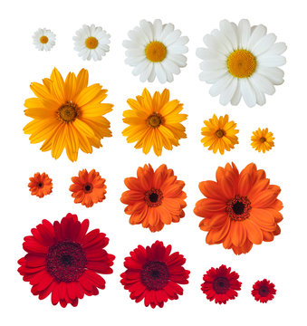collection of daisies