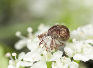 Small weevil feeding on flower, extreme close up