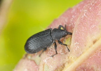 Weevil feeding, extreme close up