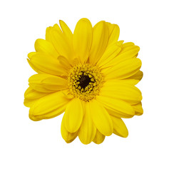 Obraz premium flower nature garden botany daisy bloom