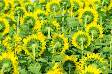 Sunflower field