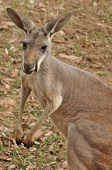 The Western Grey Kangaroo