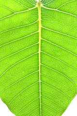 樹葉 Leaf