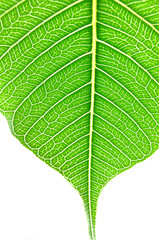 Leaf