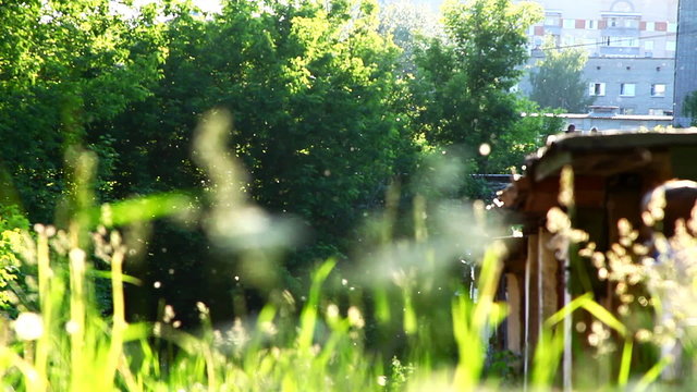 poplar seed tufts and grass on back yard