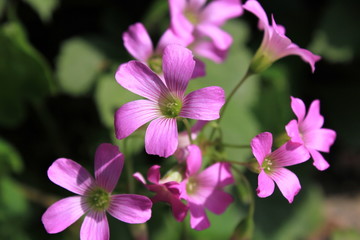 Fototapeta premium ムラサキカタバミの花
