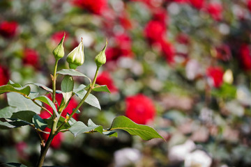 White rose buds in spring