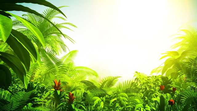 Growing tropical forest with sunshine