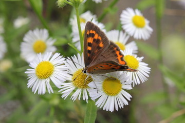 カモミールと蝶