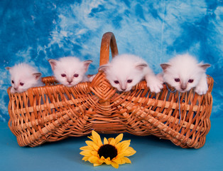 quatre chatons Sacré de Birmanie dans un panier