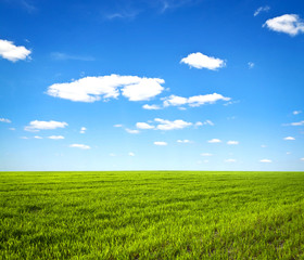 Fototapeta premium Field