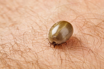 Tick