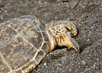 Green Sea Turtle on Black Sand Beach