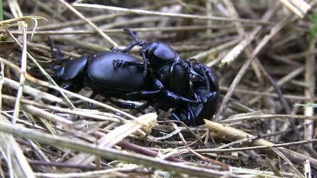 reproduction de col&eacute;opt&egrave;res