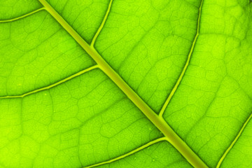 Plakat zielonym tle liści