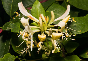 Close-up of a flower of Honeysuckle (Lonicera)