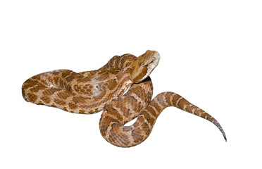 Snake (Agkistrodon saxatilis) 5