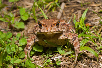 Toad (Bufo gargarizans) 18