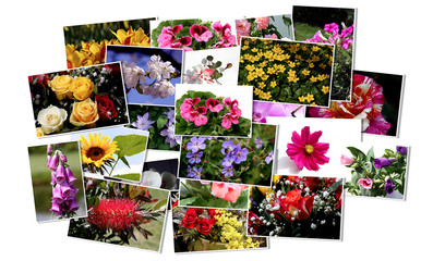 Bunte Collage mit Blumen