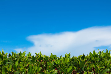 Green Leaves