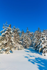 Frozen Shiny Landscape