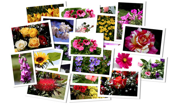 Blumenbilder Collage Auswahl