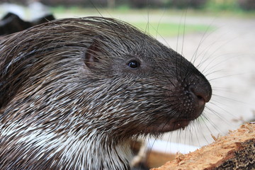Stachelschwein