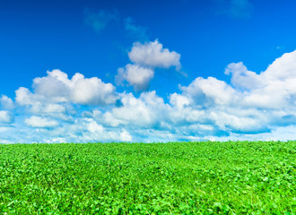 Paradise Wallpaper Grassland