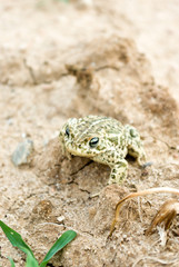 frog