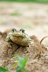 frog