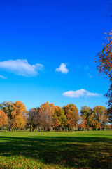 Sunshine Beauty Beams