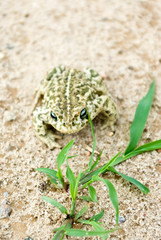 frog