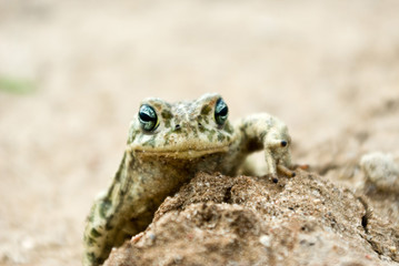 frog