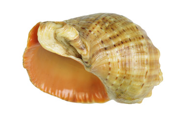 Shell