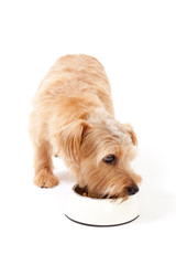 食事をするノーフォークテリア