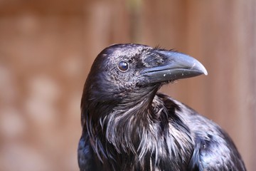 raven