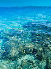 Fototapeta na wymiar Warm Coral Sea