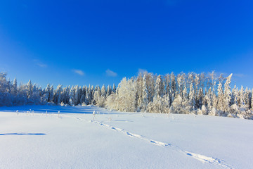 Fototapeta na wymiar Frosty Sunny Day is in the Mountains