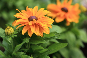 ルドベキア (新宿中央公園)