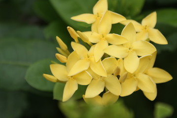 yellow flower pin