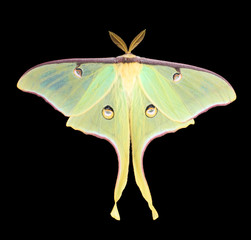 Luna Moth, Actias luna - obrazy, fototapety, plakaty