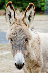 donkey, Navarre, Spain