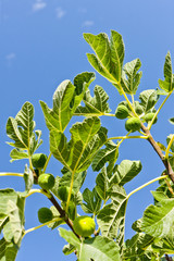 figs on tree