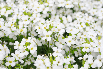 Beautiful white flowers in a garden