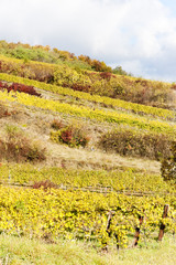 autumnal vineyards in Retz region, Lower Austria, Austria